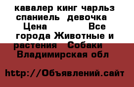  кавалер кинг чарльз спаниель -девочка › Цена ­ 45 000 - Все города Животные и растения » Собаки   . Владимирская обл.
